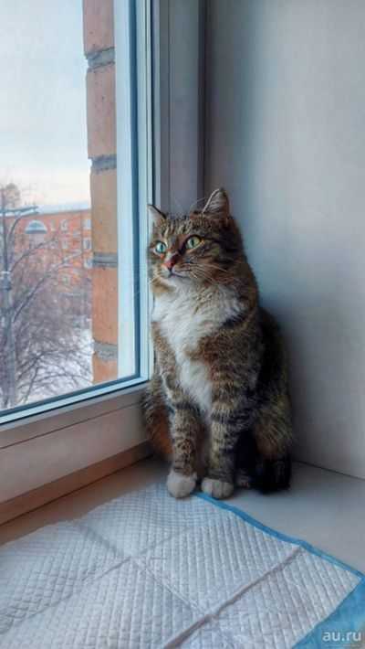 Лот: 18556360. Фото: 1. Кошечка в добрые руки. Кошки, котята