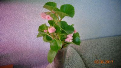 Лот: 8462983. Фото: 1. Бегония Всегдацветущая розовая... Горшечные растения и комнатные цветы