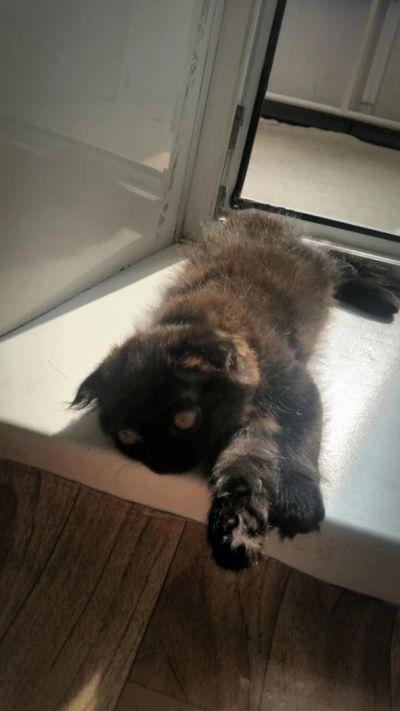 Лот: 7881170. Фото: 1. Продам шотландских вислоухих котят. Кошки, котята