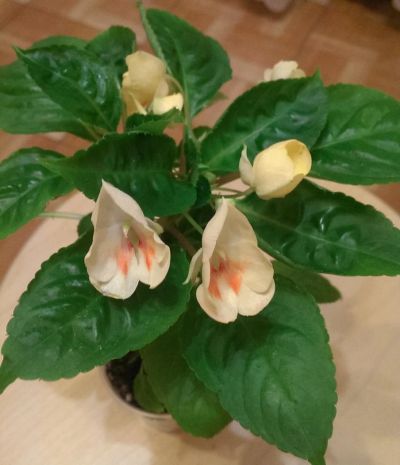 Лот: 9228244. Фото: 1. Бальзамин Impatiens Tangerine... Горшечные растения и комнатные цветы