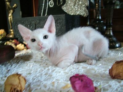 Лот: 12419799. Фото: 1. котенок донского сфинкса браш. Кошки, котята
