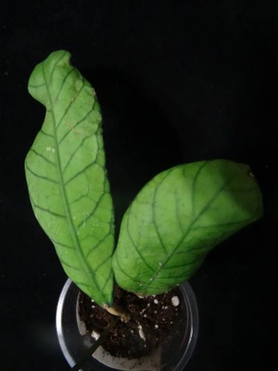 Лот: 16410227. Фото: 1. Хойя- Hoya EPC-961 sp. Sabah. Горшечные растения и комнатные цветы