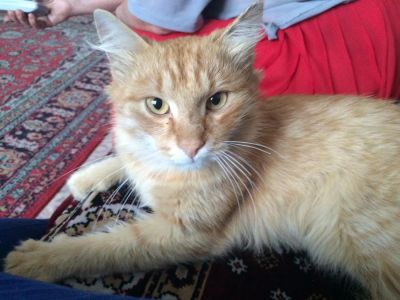 Лот: 4733556. Фото: 1. Дядя Фёдор ищет дом!. Кошки, котята
