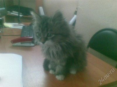 Лот: 610257. Фото: 1. Котенок Мякиш. Остальные животные