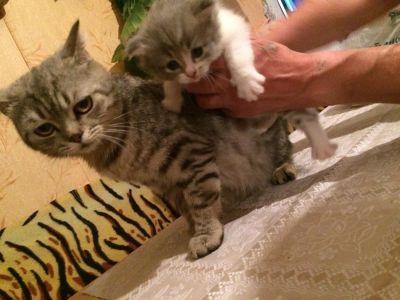 Лот: 9865832. Фото: 1. Продам смесь британской кошечки. Кошки, котята