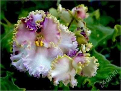 Лот: 854497. Фото: 1. Лист сортовой фиалки "Lime Jewel... Горшечные растения и комнатные цветы