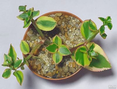 Лот: 18212475. Фото: 1. Крассула ветвистая (crassula sarmentosa... Горшечные растения и комнатные цветы