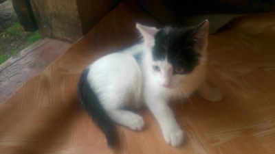 Лот: 5529150. Фото: 1. очаровательные кошечки. Кошки, котята