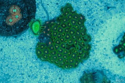 Лот: 9597066. Фото: 1. Зоантусы sp.2 (микс). Моллюски, ракообразные, кораллы