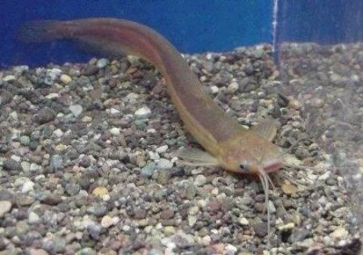 Лот: 821042. Фото: 1. Сом мешкожаберный (heteropneustes... Рыбки