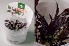 Лот: 21984051. Фото: 1. ✅Меристемное растение Echinodorus... Водные растения