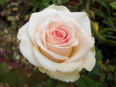 Лот: 9913784. Фото: 1. Розы нежно-розовые большие. Свежие цветы