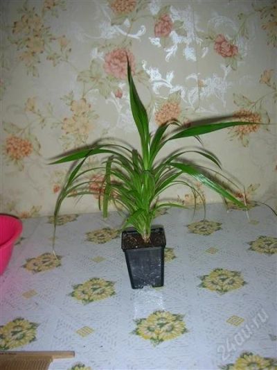 Лот: 1666614. Фото: 1. панданус, детка. Горшечные растения и комнатные цветы