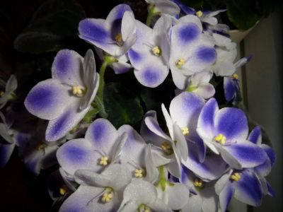 Лот: 7594947. Фото: 1. Фиалка Valeska blue укорененный... Горшечные растения и комнатные цветы