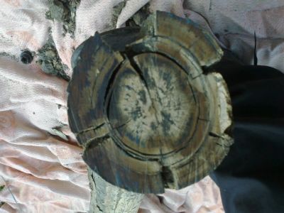 Лот: 6657464. Фото: 1. Бивень Мамонта примерно 11 кг. Минералы и окаменелости