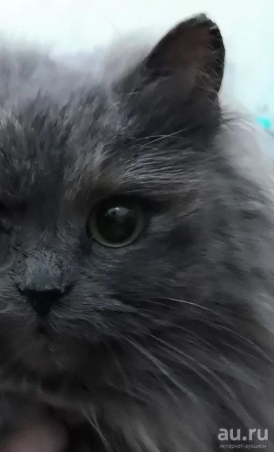 Лот: 12979456. Фото: 1. Шотландка кошечка. Кошки, котята