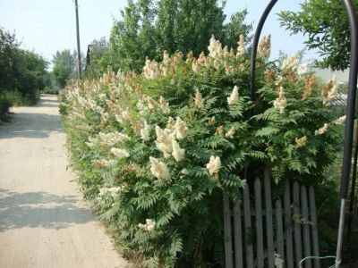 Лот: 5696885. Фото: 1. Многолетний кустарник. Рябинник... Декоративные кустарники и деревья