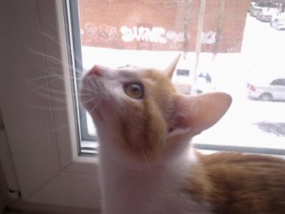 Лот: 6694452. Фото: 1. котенок, девочка. Кошки, котята