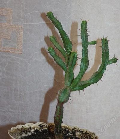 Лот: 1248606. Фото: 1. кактус 4. Горшечные растения и комнатные цветы