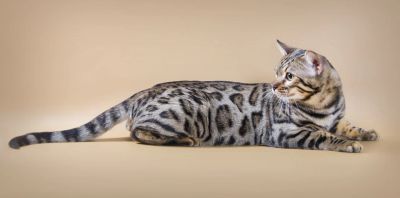 Лот: 4956578. Фото: 1. Котик Бенгал. Кошки, котята