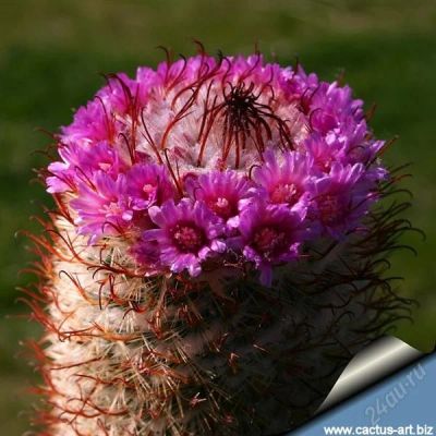 Лот: 2630568. Фото: 1. Кактус Mammillaria bombycina. Горшечные растения и комнатные цветы