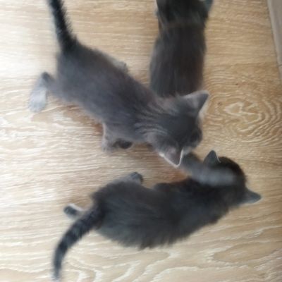 Лот: 18141541. Фото: 1. Отдам котят. Кошки, котята