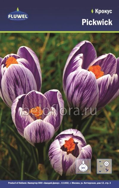 Лот: 6195756. Фото: 1. Крокус Pickwick. Луковица. Другое (семена, рассада, садовые растения)