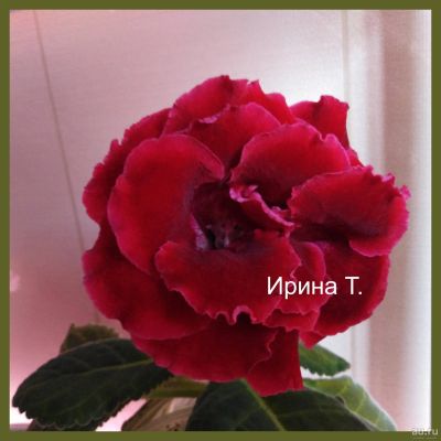 Лот: 11685737. Фото: 1. Глоксиния условно ЕН "Кардинал... Горшечные растения и комнатные цветы