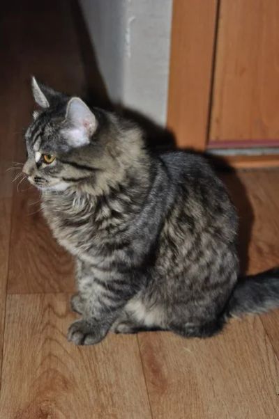 Лот: 6564276. Фото: 1. Котик самый добрый и ласковый. Кошки, котята