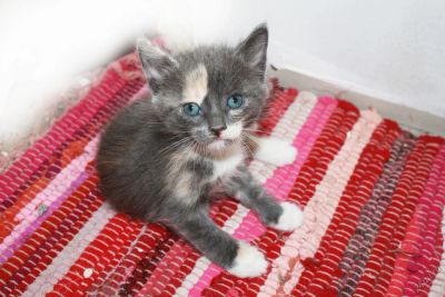 Лот: 5758052. Фото: 1. Пушистый красивый котенок от кошки-мышеловки... Кошки, котята