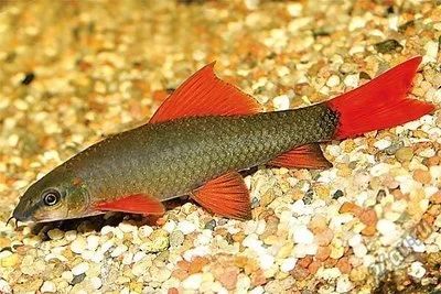Лот: 16204454. Фото: 1. Лабео зеленый (Labeo frenatus). Рыбки