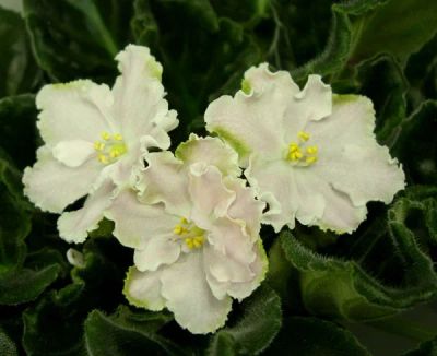 Лот: 4691857. Фото: 1. Сортовая фиалка "РС-Мавка", лист. Горшечные растения и комнатные цветы
