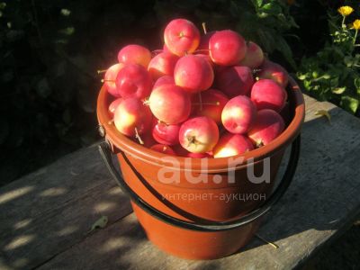 Лот: 19337835. Фото: 1. Ранетка Фонарик. Овощи, фрукты, зелень