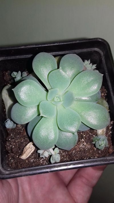 Лот: 11591118. Фото: 1. эхеверия Echeveria. Горшечные растения и комнатные цветы