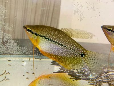 Лот: 15305065. Фото: 1. Гурами жемчужный. Рыбки