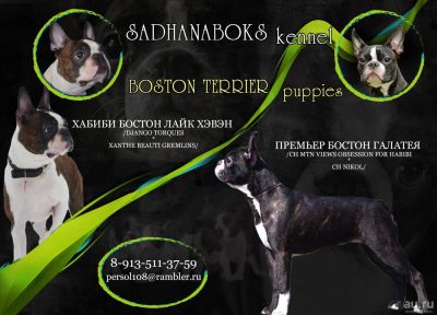 Лот: 9989070. Фото: 1. Щенки Бостон терьера. Собаки, щенки