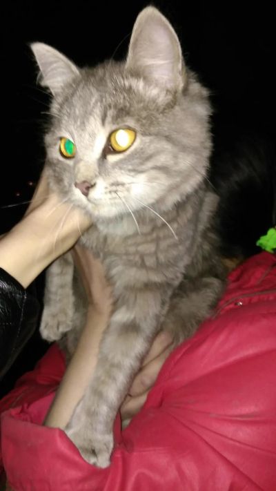 Лот: 7161098. Фото: 1. Отдам кошку. Кошки, котята