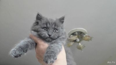 Лот: 10012230. Фото: 1. Шотландские прямоухие котята. Кошки, котята