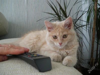 Лот: 1920935. Фото: 1. котёнок малипуск ищет дом!. Кошки, котята