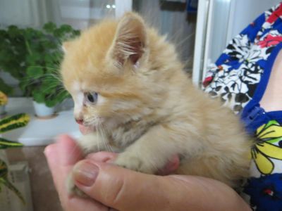 Лот: 4592650. Фото: 1. отдам кошечку. Уже забрали(. Кошки, котята