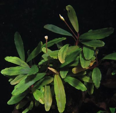 Лот: 8832051. Фото: 1. Bucephalandra sp. Green Blue Velvet... Водные растения