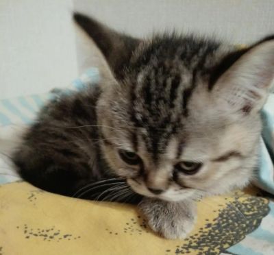 Лот: 10996600. Фото: 1. Котята шотландской кошки, отдам. Кошки, котята