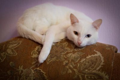 Лот: 7347922. Фото: 1. Белоснежный кот с разными глазами... Кошки, котята