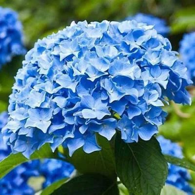 Лот: 23555737. Фото: 1. Гортензия крупнолистная Либертин... Садовые цветы