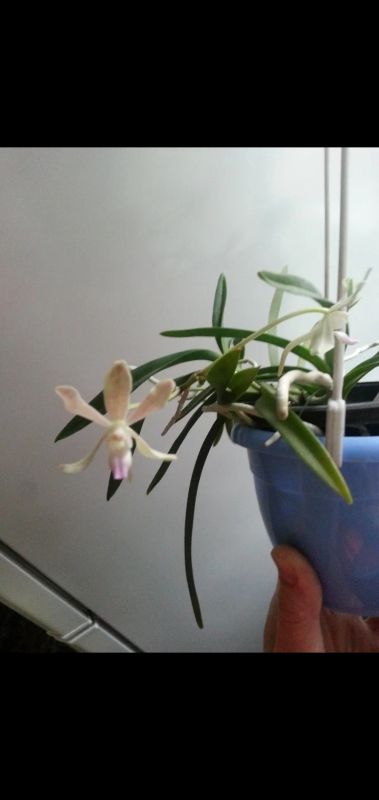 Лот: 19104374. Фото: 1. Орхидея Неофинетия Фальката/Neofinetia... Горшечные растения и комнатные цветы