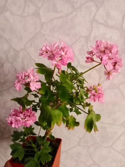 Лот: 22518043. Фото: 1. Пеларгония. Горшечные растения и комнатные цветы