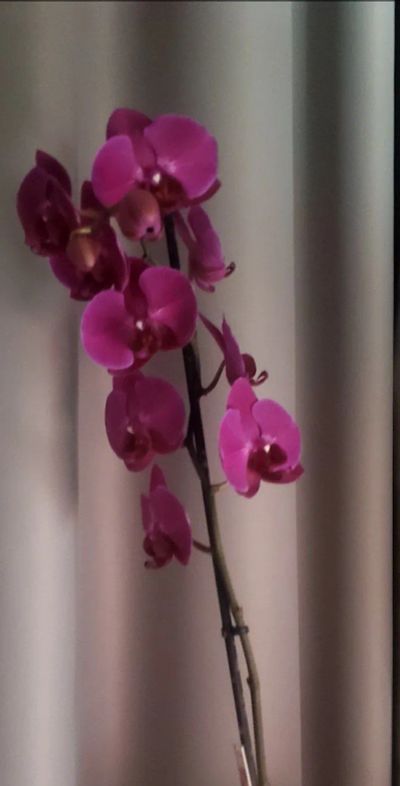 Лот: 24384652. Фото: 1. Орхидея (цвет фуксия) в горшке. Горшечные растения и комнатные цветы