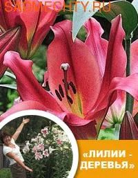 Лот: 3884532. Фото: 1. Лилия Кисс оф Файер (ОТ-гибрид... Другое (семена, рассада, садовые растения)