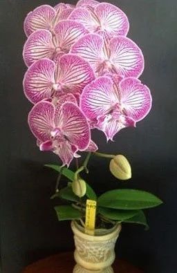 Лот: 11715040. Фото: 1. Орхидея Dtps.Tying Shin Unicorn. Горшечные растения и комнатные цветы