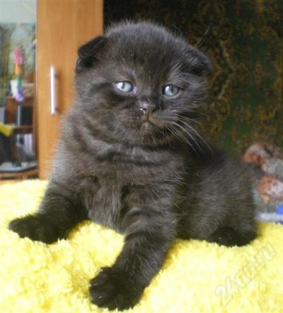Лот: 281509. Фото: 1. Котёнок скоттиш-фолд вислоухий... Остальные животные